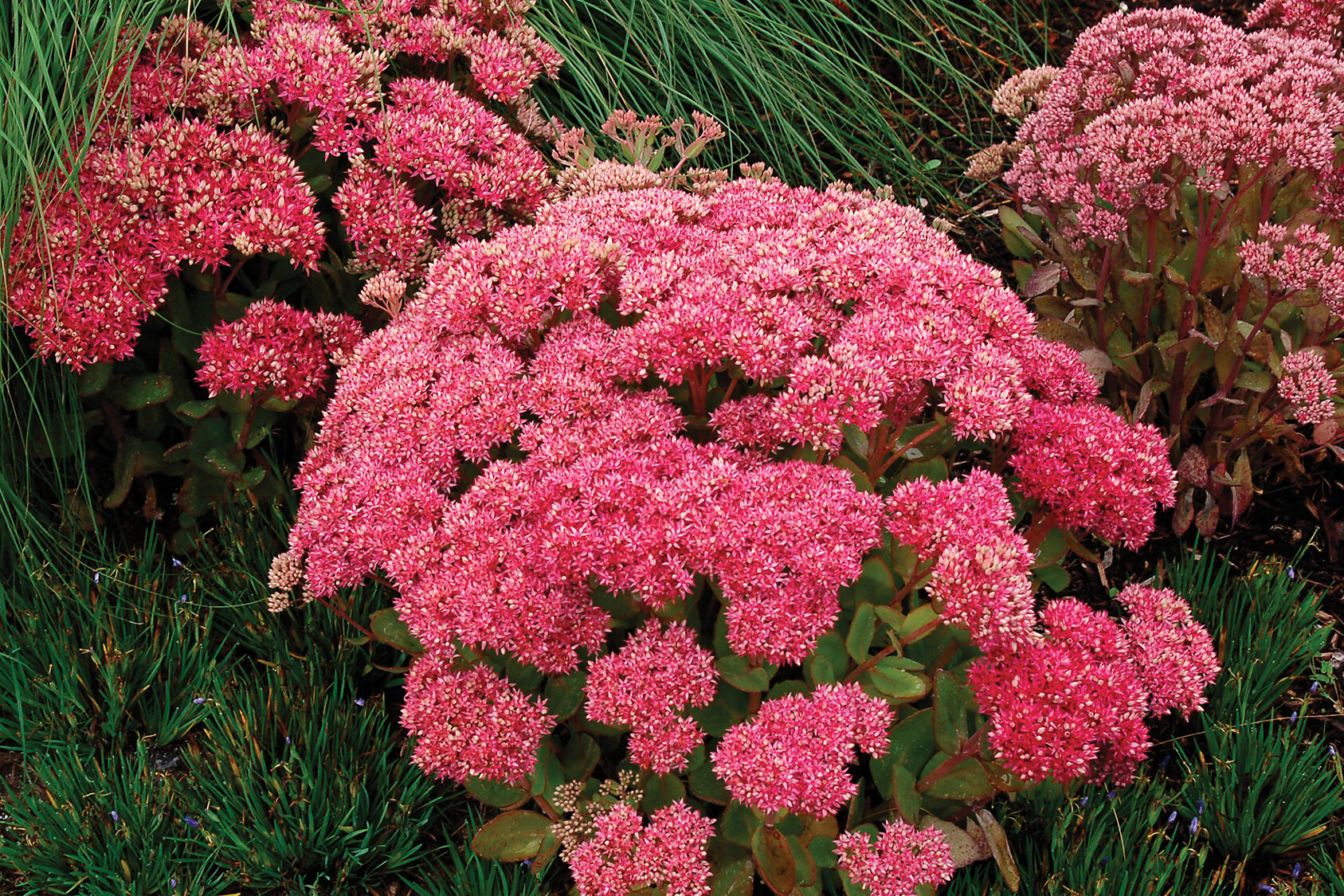 Sedum-Mr-Goodbud