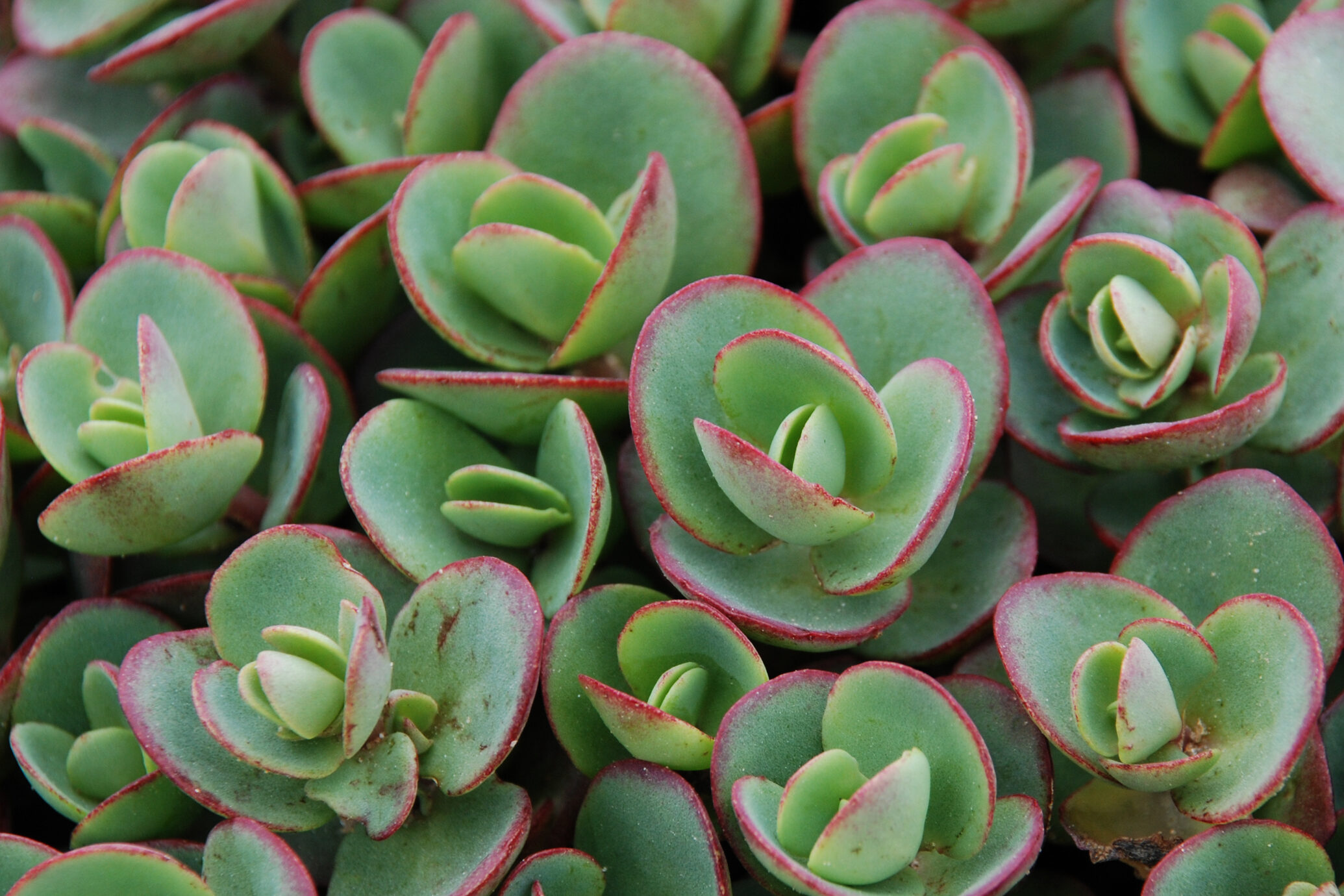 Sedum-SunSparkler-Lime-Zinger
