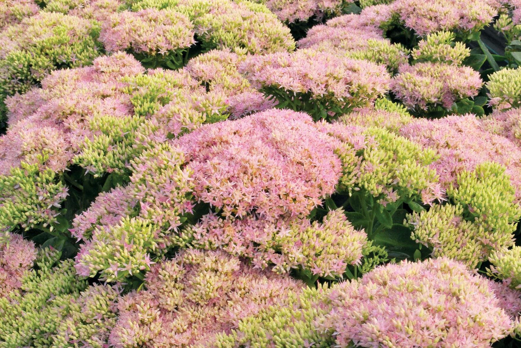 Sedum spectabile Evolution Pink Prism Sedum