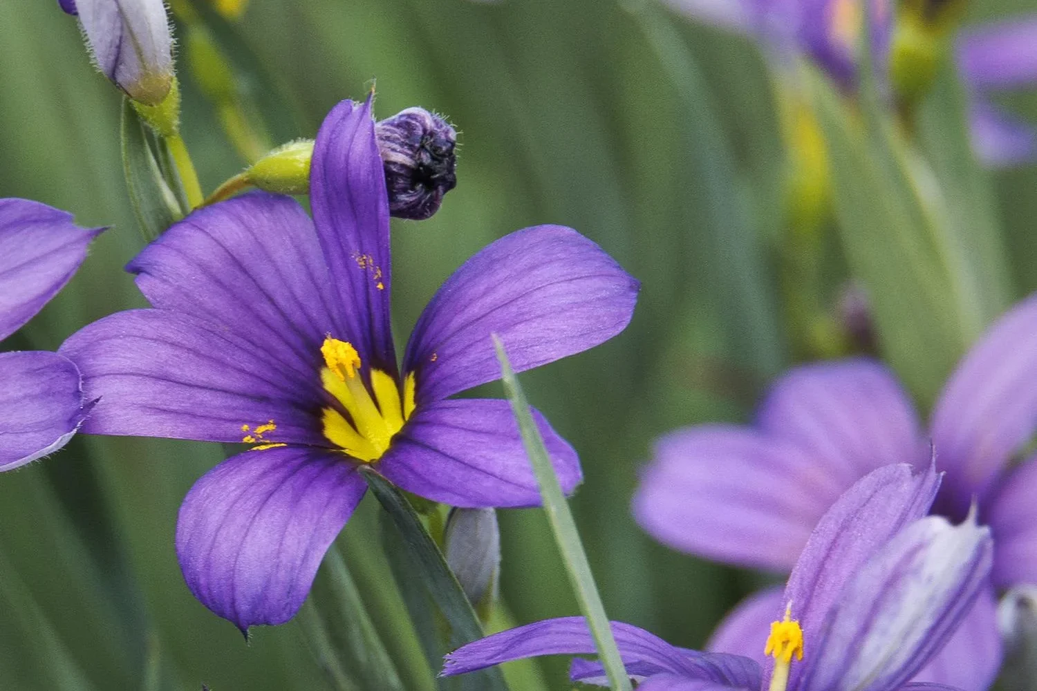 Sisyrinchium angustifolium Lucerne Blue-Eyed Grass