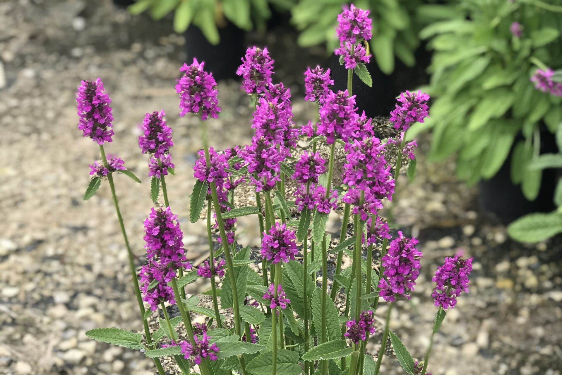 Stachys-monieri-Hummelo
