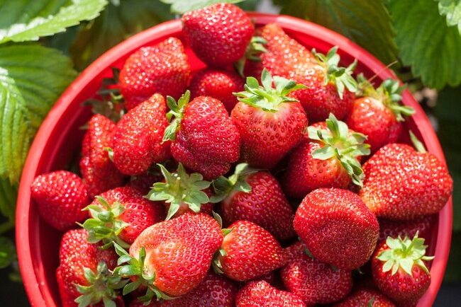 Bucket of Strawberries in a Strawberry field