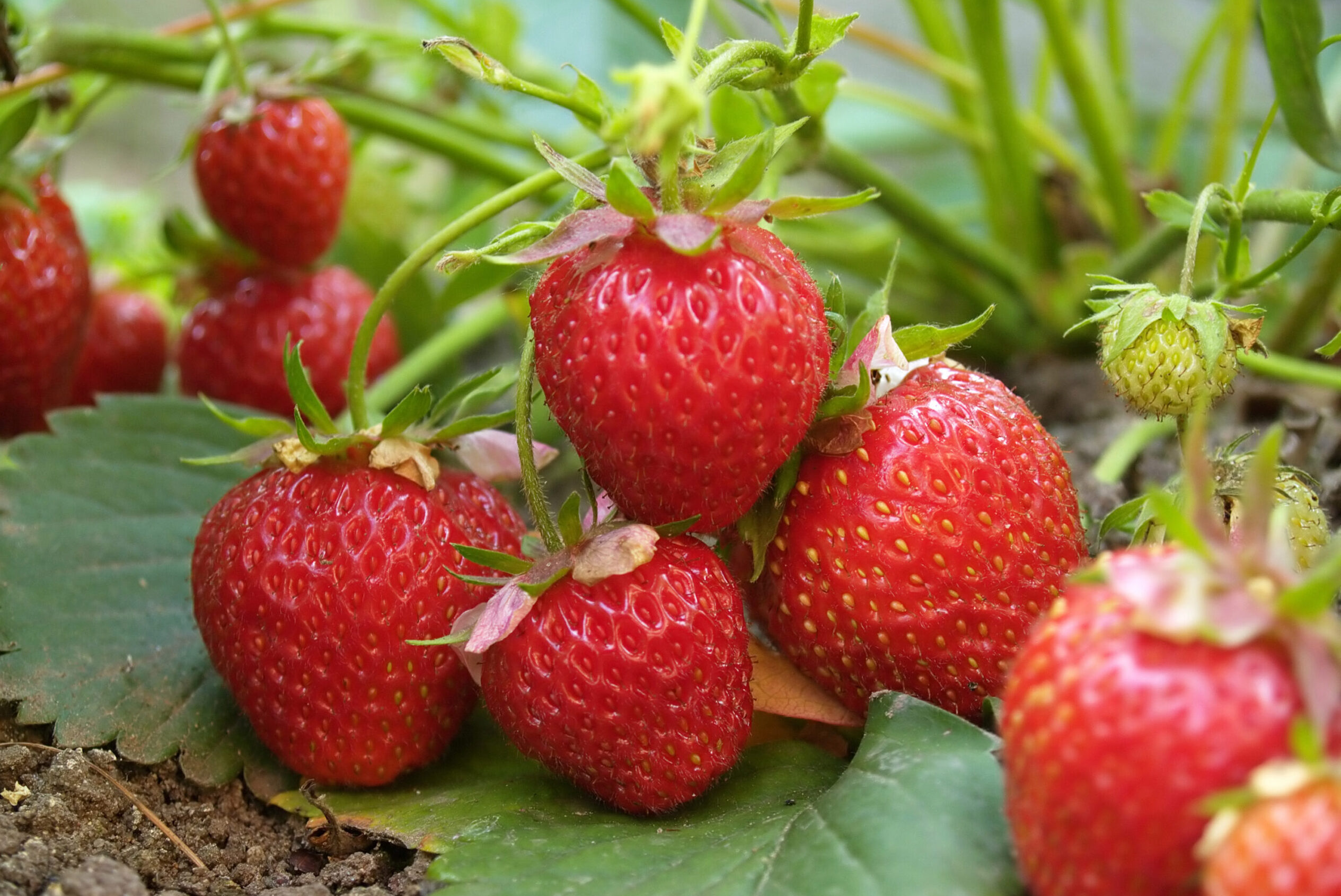 Strawberry-Seascape