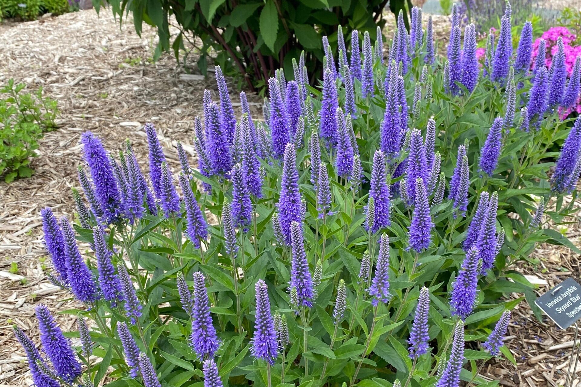 Veronica-longifolia-Skyward-Skyward-Blue