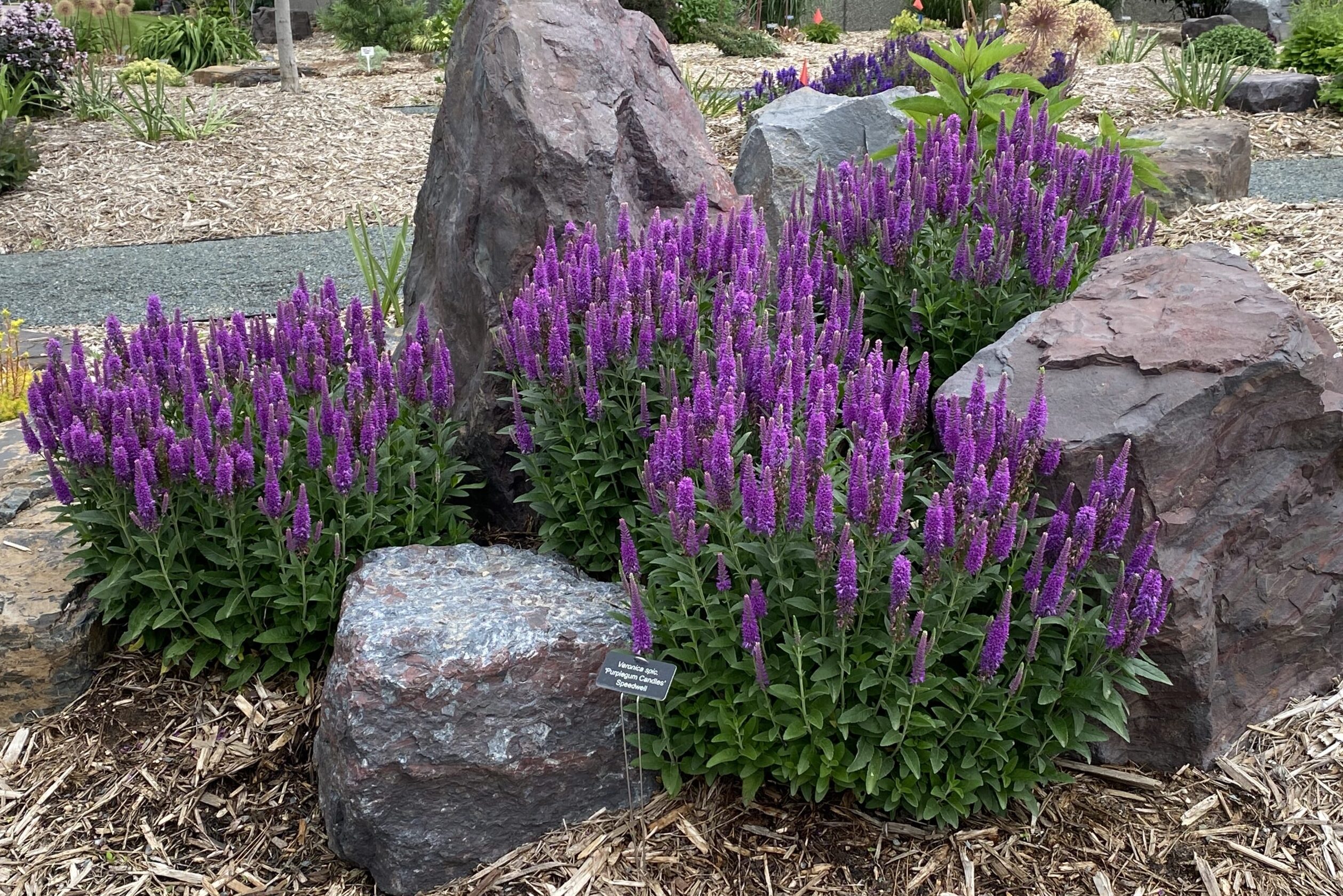Veronica-spicata-Purplegum-Candles